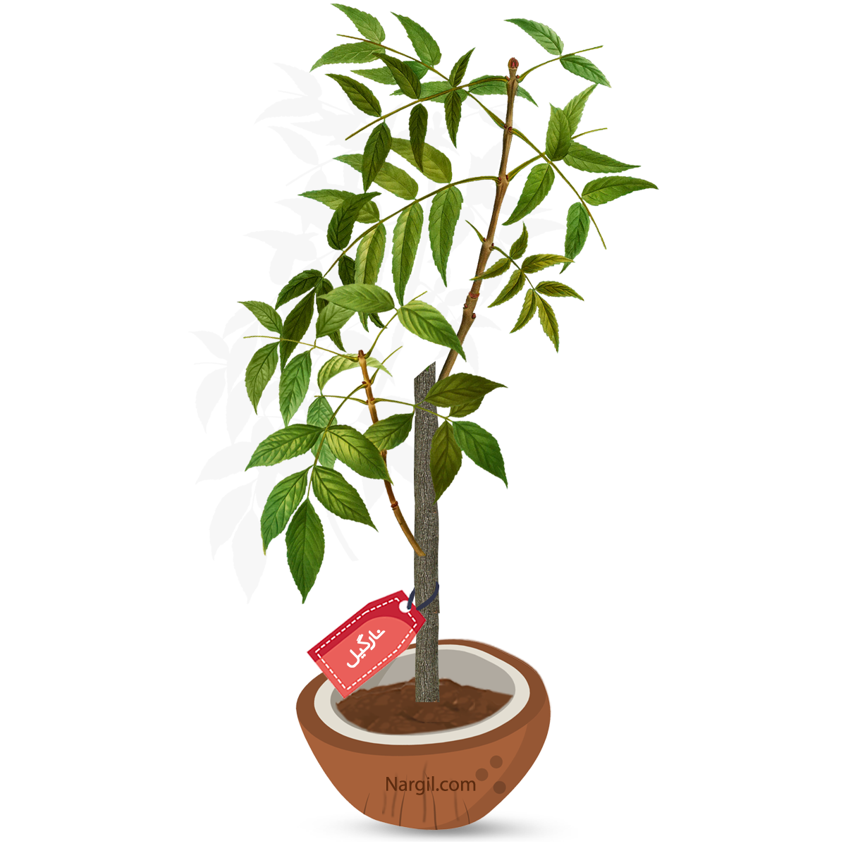  Nargil - European ash - Weeping Ash